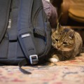 IMG_0788