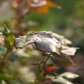 CRW_0963