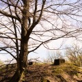 IMG_0190