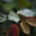 IMG_0915