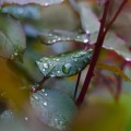 IMG_0923