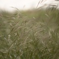 IMG_0944
